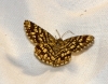 Chiasmia clathrata (Linnaeus, 1758)