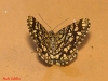 Chiasmia clathrata (Linnaeus, 1758)