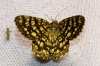 Chiasmia clathrata (Linnaeus, 1758)