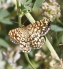 Chiasmia clathrata (Linnaeus, 1758)