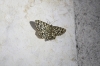 Chiasmia clathrata (Linnaeus, 1758)