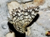 Chiasmia clathrata (Linnaeus, 1758)