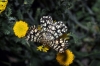 Chiasmia clathrata (Linnaeus, 1758)