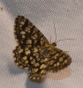 Chiasmia clathrata (Linnaeus, 1758)