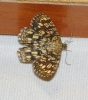Chiasmia clathrata (Linnaeus, 1758)
