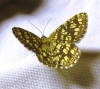 Chiasmia clathrata (Linnaeus, 1758)