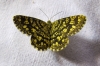 Chiasmia clathrata (Linnaeus, 1758)