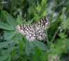 Chiasmia clathrata (Linnaeus, 1758)