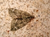 Chloroclysta miata (Linnaeus, 1758)