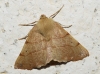 Colotois pennaria (Linnaeus, 1761)