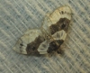 Cosmorhoe ocellata (Linnaeus, 1758)