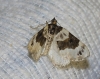 Cosmorhoe ocellata (Linnaeus, 1758)