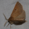 Crocallis dardoinaria (Donzel, 1840)