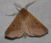 Crocallis dardoinaria (Donzel, 1840)