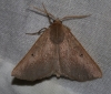 Crocallis dardoinaria (Donzel, 1840)