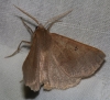 Crocallis dardoinaria (Donzel, 1840)