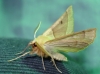 Crocallis elinguaria (Linnaeus, 1758)
