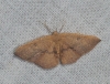 Cyclophora (Cyclophora) puppillaria (Hbner 1799)