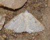 Dyscia (Iberafrina) penulataria (Hübner, 1819)