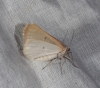 Dyscia (Iberafrina) penulataria (Hbner, 1819)