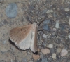 Dyscia (Iberafrina) penulataria (Hbner, 1819)