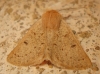Dyscia (Rjabovana) lentiscaria (Donzel, 1837)