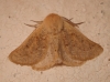 Dyscia (Rjabovana) lentiscaria (Donzel, 1837)