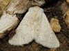 Dyscia (Rjabovana) lentiscaria (Donzel, 1837)