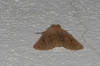 Dyscia (Rjabovana) lentiscaria (Donzel, 1837)