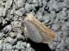Dyscia (Rjabovana) lentiscaria (Donzel, 1837)