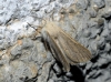 Dyscia (Rjabovana) lentiscaria (Donzel, 1837)