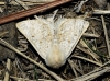 Dyscia (Rjabovana) lentiscaria (Donzel, 1837)