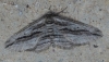 Ecleora solieraria (Rambur, 1834)