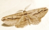 Ecleora solieraria (Rambur, 1834)