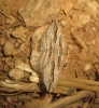 Ecleora solieraria (Rambur, 1834)