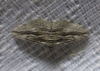 Ecleora solieraria (Rambur, 1834)