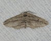 Ecleora solieraria (Rambur, 1834)