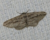 Ecleora solieraria (Rambur, 1834)