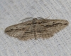 Ecleora solieraria (Rambur, 1834)
