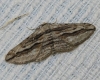 Ecleora solieraria (Rambur, 1834)