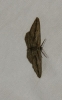 Ecleora solieraria (Rambur, 1834)