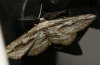 Ecleora solieraria (Rambur, 1834)
