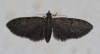 Eupithecia ?