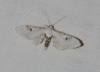 Eupithecia centaureata (Denis & Schiffermller, 1775)