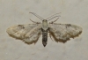 Eupithecia centaureata (Denis & Schiffermller, 1775)