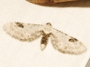 Eupithecia centaureata (Denis & Schiffermller, 1775)