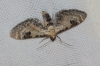 Eupithecia centaureata (Denis & Schiffermller, 1775)