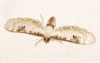 Eupithecia centaureata (Denis & Schiffermller, 1775)