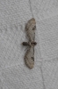 Eupithecia centaureata (Denis & Schiffermller, 1775)