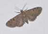 Eupithecia distinctaria (Herrich-Schffer, 1848)